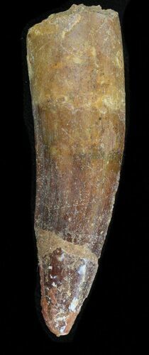 Bargain Spinosaurus Tooth - Composite Tooth #40088
